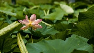 Citation et Proverbe