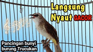 SUARA TRUCUK GACOR Perangsang bunyi burung trucukan agar rajin bunyi gacor