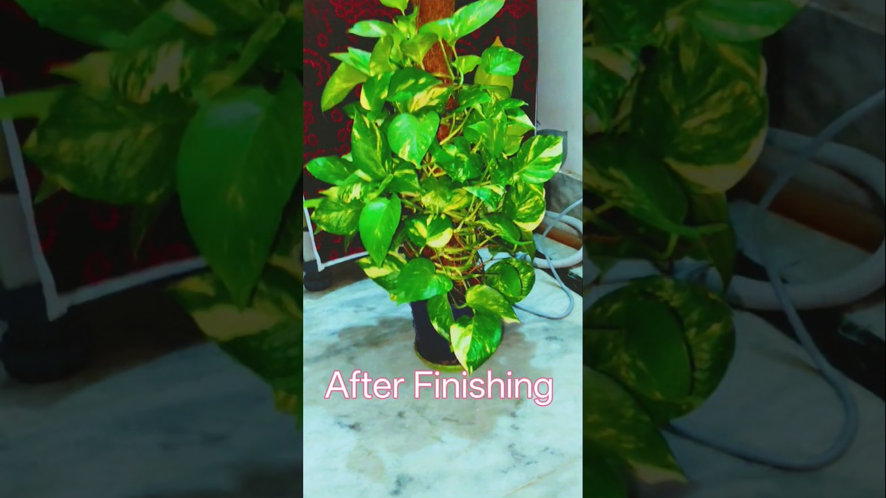 আমার শখের Money 😜 😜 😜 Healthy Life Style 