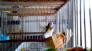 Средство для Поддержания Цвета пера и Иммунитета у Птиц goldfinch