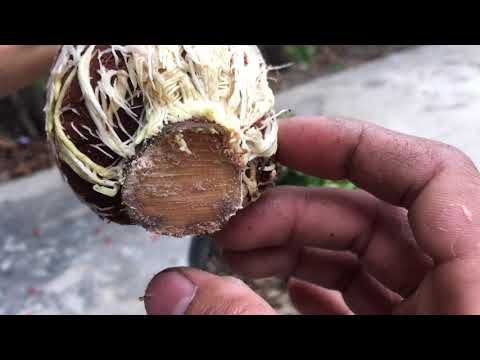 Video Cách chiếc cây bông trang ra rể nhiều - youtube