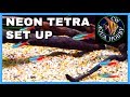Setting Up a Neon Tetra Tank - How to Start a Tetra Tank