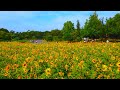 Tokyo walk - Showa Kinen Park  (昭和記念公園) - 4K