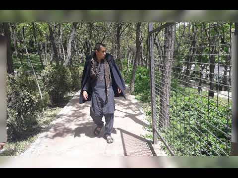 بهترین آهنگهای وادی گرگ ها Sami 