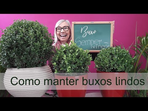 Vídeo: Crescimento de Buxo: Dicas para Cuidar de Plantas de Buxo