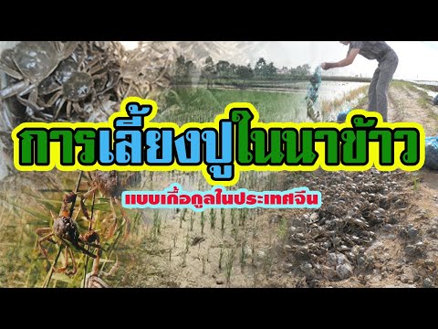 การเลี้ยงปูในนาข้าว | แบบเกื้อกูลในประเทศจีน |