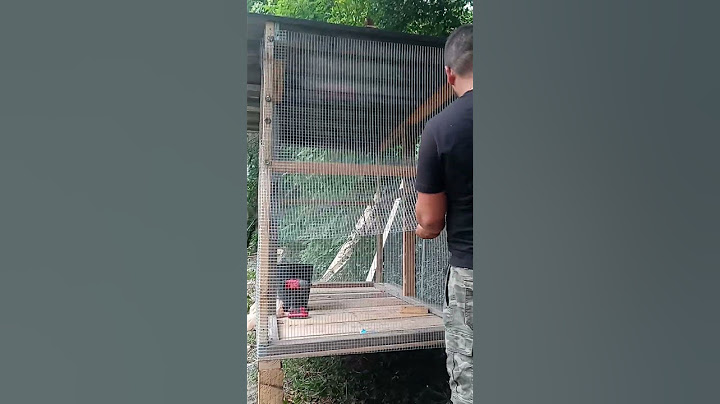 el toxico haciendo una nueva casita para los pollitos