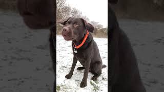 Labrador being Wholesome EP.3 | Funny Labrador Compilation