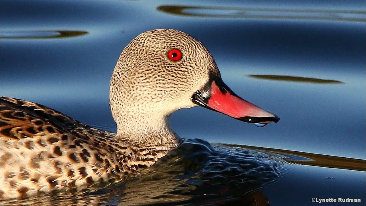 BILL / BEAK DESIGNS IN BIRDS 11. the shovelshaped bills YouTube