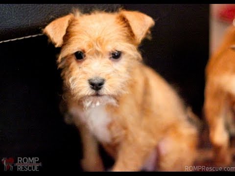 terrier cross puppies