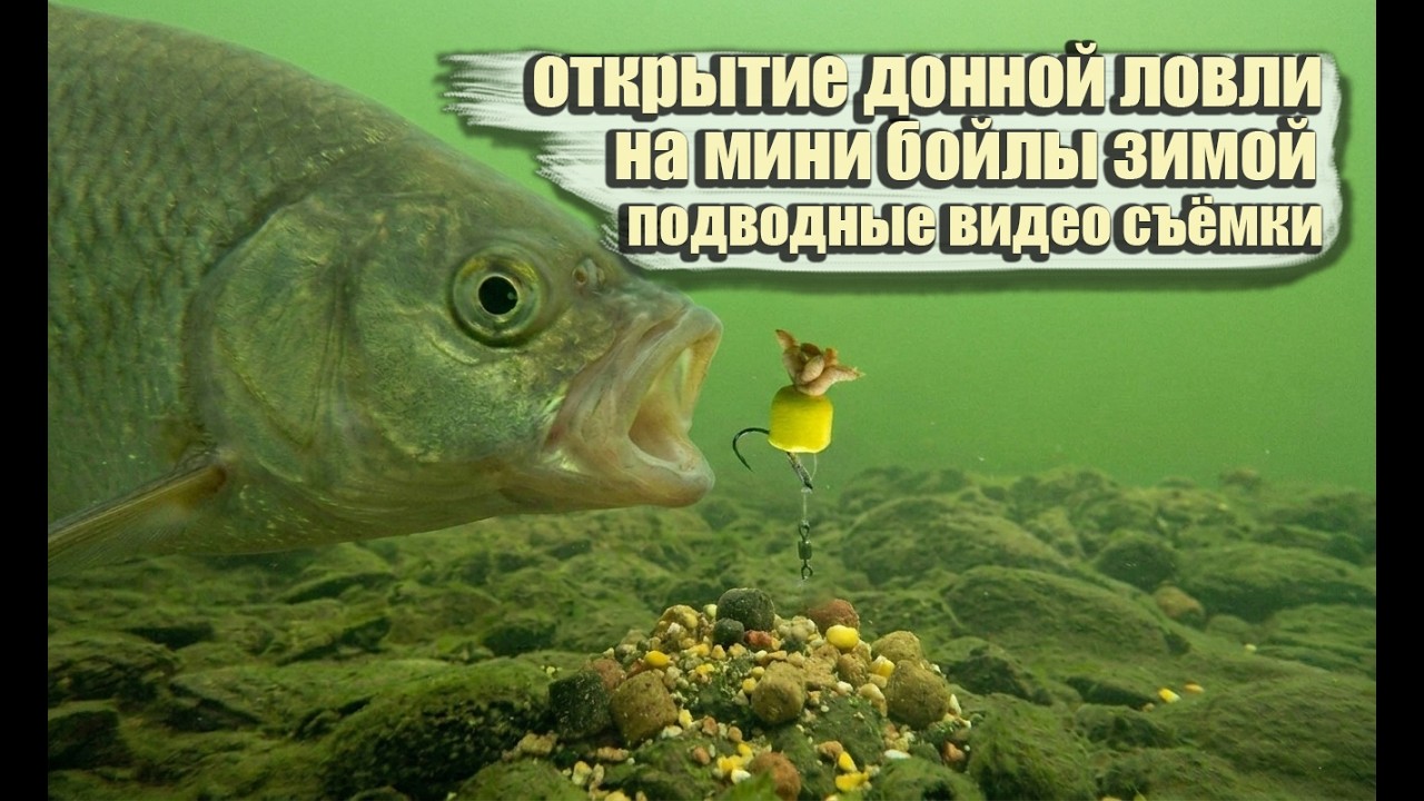 Открытие донной рыбалки на мини бойлы ЗИМОЙ Подводное видео