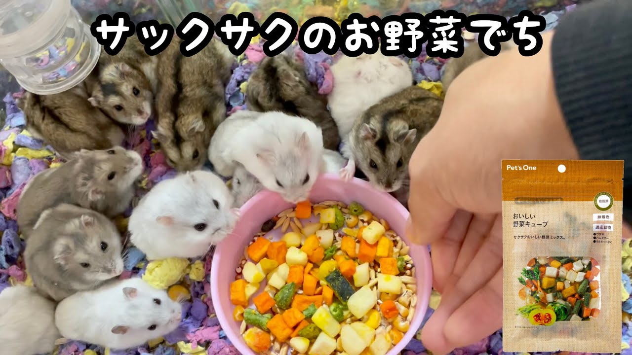 オス部屋のハムスターたちの冬の体重測定を実施しました ジャンガリアン Youtube