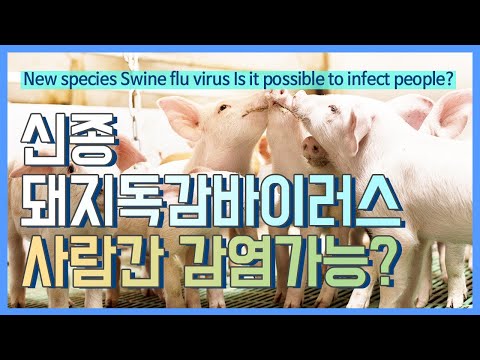 [ENG/ESP][COVID-19] 신종 돼지독감 바이러스 발견, 사람간 감염 가능성?New swine flu virus is it possible to infect people?