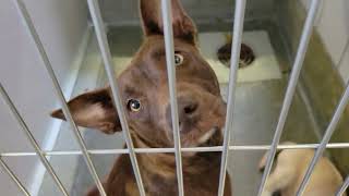 acs A677159