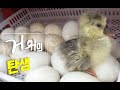 농장 경비병 거위🦢의 탄생(Farm Guard Goose's Birth)-귀농한 특전사의 라이프