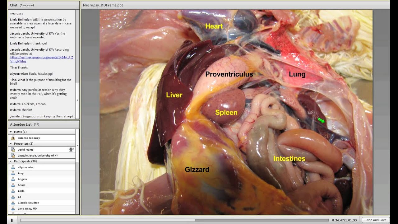 Poultry anatomy and necropsy - YouTube