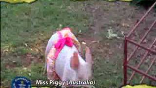 Guinness O Mundo dos Recordes 30º Miss Piggy na Austrália