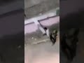 لحظة قتل طالبة المنوفيه اماني الجزار علي يد شاب في قرية طوخ طنبشا التابعة لمركز بركة السبع لحظة قتل طالبة المنوفيه اماني الجزار علي يد شاب في قرية طوخ طنبشا التابعة لمركز بركة السبع
