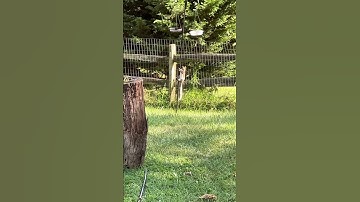 Mr Squirrel trying to get some bird seed close to the garden #shorts #squirrel
