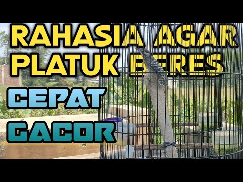 CARA MERAWAT BURUNG PELATUK SAMPIT BERAS AGAR GACOR RAJIN BUNYI