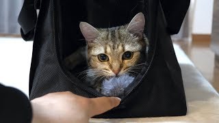 しまちゃんはバッグを新しい住処にするみたいです！