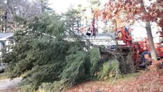 Giant pine tree removal