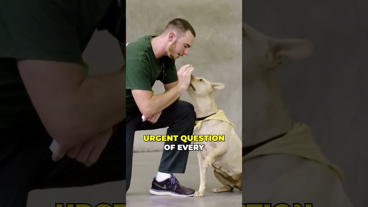 Dogs Really do Love You