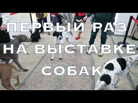 Щенки пойнтера первый раз на выставке собак