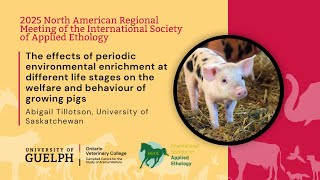 Effects of periodic enrichment at different life stages on the welfare and behaviour of growing pigs