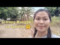 Lynville Residences | Mango Harvesting
