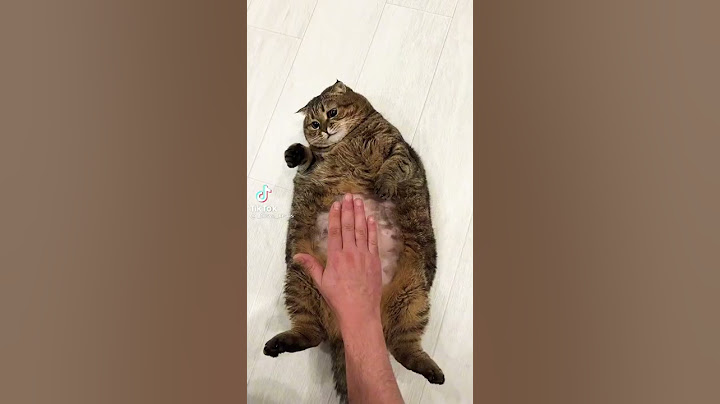 video di un gatto//iscriviti per nuovi video #short #shorts #shortsvideo #subscribers #likeforlikes