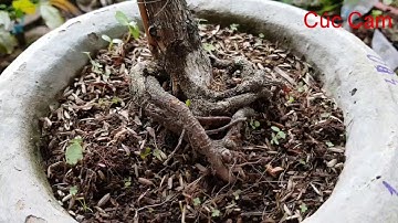 Móng Rồng sưu tầm, Cúc Bi Tiên Sinh, Cúc Cam , bao ship toàn quốc. 0339.707.339. (6/6/20)