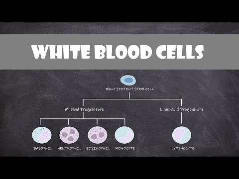 Video: Kādi ir visizplatītākie leikocīti?