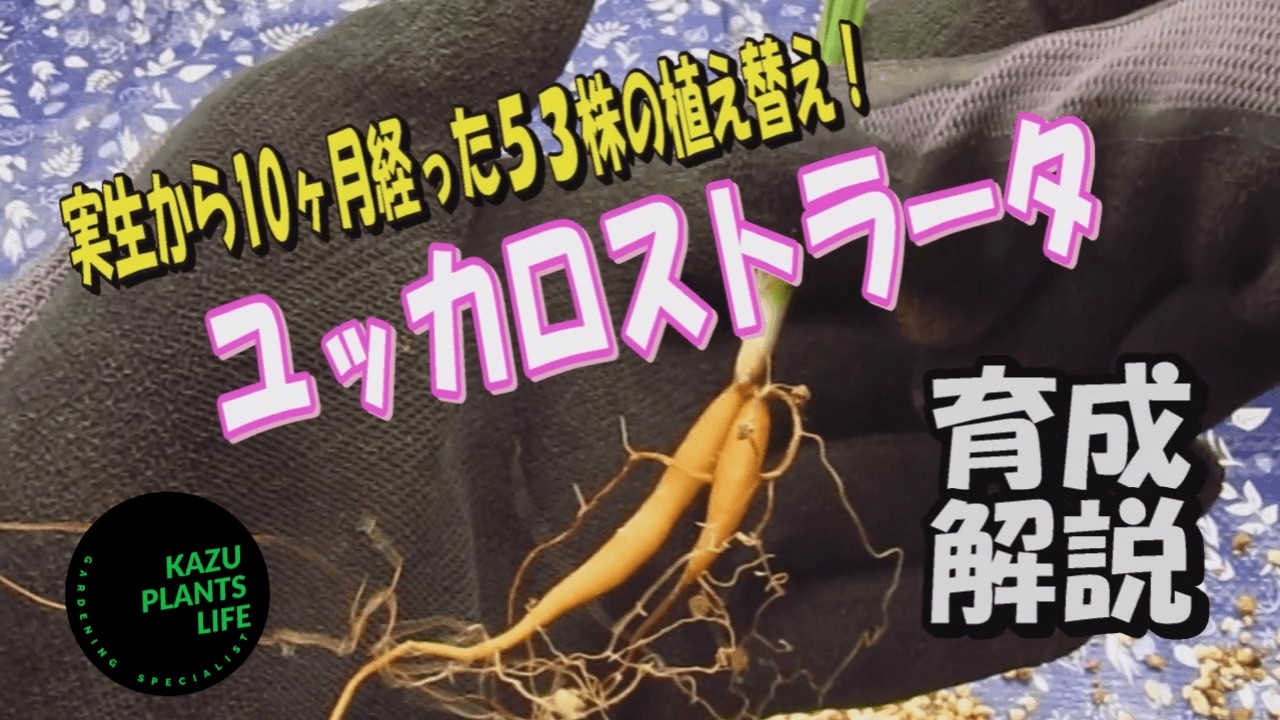 ユッカロストラータの実生株53株の植え替えを紹介！#yucca ＃ユッカ
