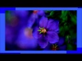 蒼い影 シグナル 蒼い影 シグナル