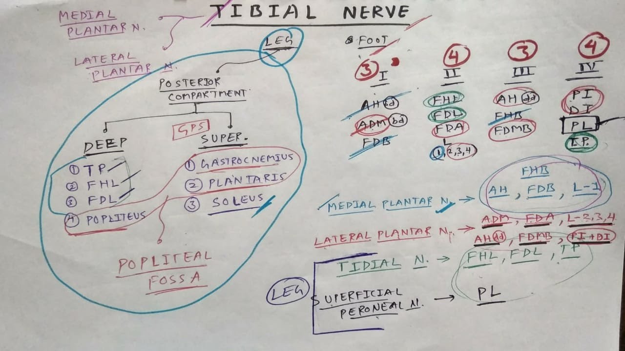 Tibial Nerve - 1 | Lower Limb Anatomy | TCML