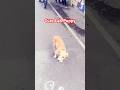 puppy in Funny Action#manasinamarga #ytshorts