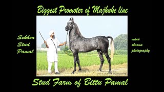 Biggest promoter of Majhuke Blood Line Bittu Pamal