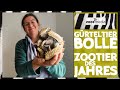 Tiergarten Mönchengladbach: Gürteltier BOLLE ist Zootier des Jahres | zoos.media