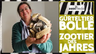 Tiergarten Mönchengladbach: Gürteltier BOLLE ist Zootier des Jahres | zoos.media
