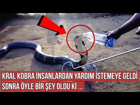 Kral Kobra Yılanı İnsanlardan Yardım İstemeye Geldi, Sonra Öyle Bir Şey Oldu ki