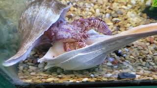 New shell for giant red hermit crab by Scarlet Colley Dolphinwhisper 266 views 4 years ago 25 seconds