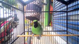 Pancingan Cucak Ijo #short #shortsvideo #viral #fyp #fypage #fypシ゚viral #viralshorts #subscribe