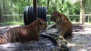 Tiger Play by Kennys Wild Things 3,392 views 4 years ago 2 minutes, 10 seconds