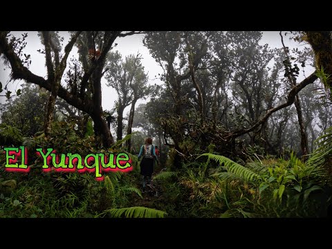 Vídeo: Um guia para visitar a floresta tropical nacional de El Yunque