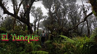 El Yunque, Bosque Único en Puerto Rico 🇵🇷