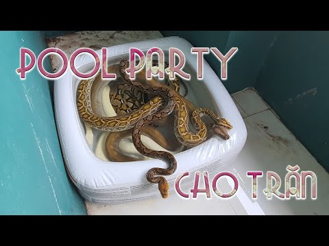 Video Tổ chức POOL PARTY cho trăn ngày nắng nóng | WILDVN TV - youtube