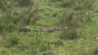 MULITAS-CAMPO EN URUGUAY-