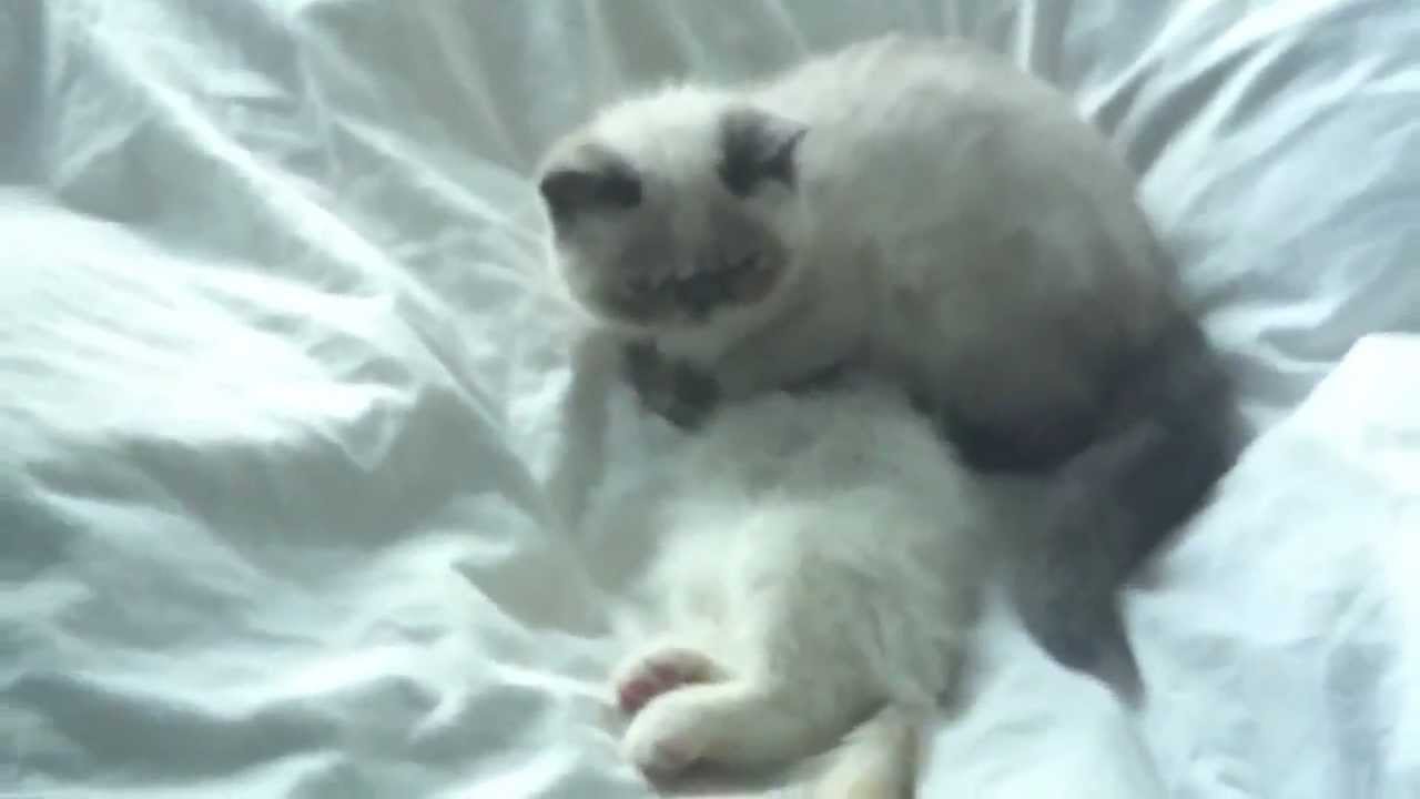 Kitten Suffocating Her Brother YouTube