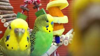 Budgies party sounds for lonely birds | Play this video on loop while away | Video for cats to watch